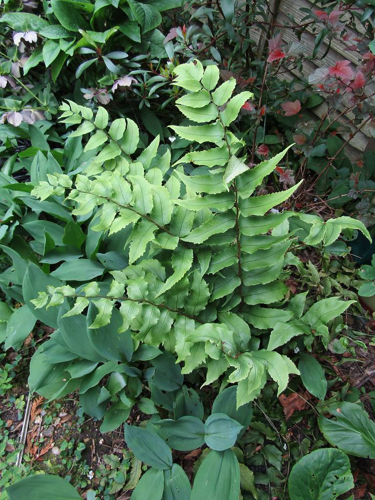 light-green leaves with dark-green midribs on dark-brown stems