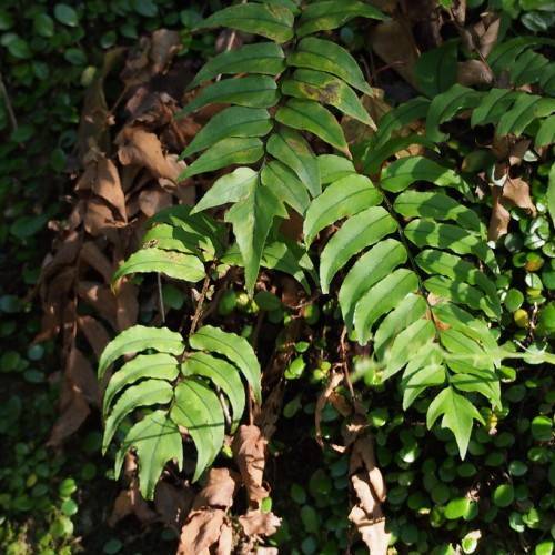 green leaves with dark-green midribs on dark-brown branches