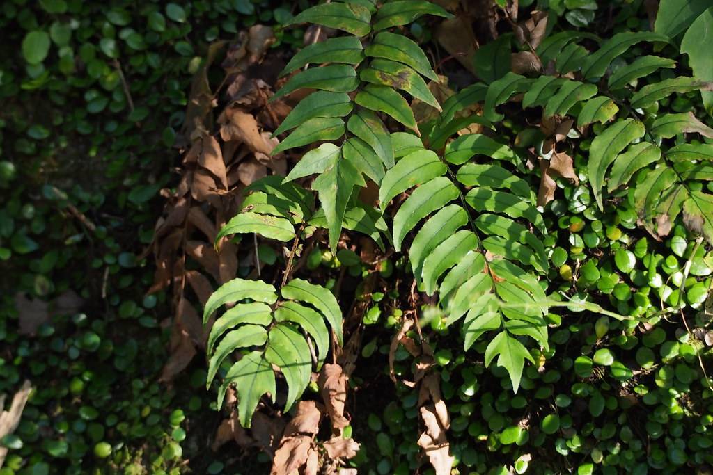 green leaves with dark-green midribs on dark-brown branches