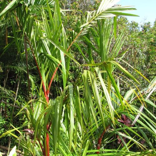 lime leaves and red-lime branches and trunks