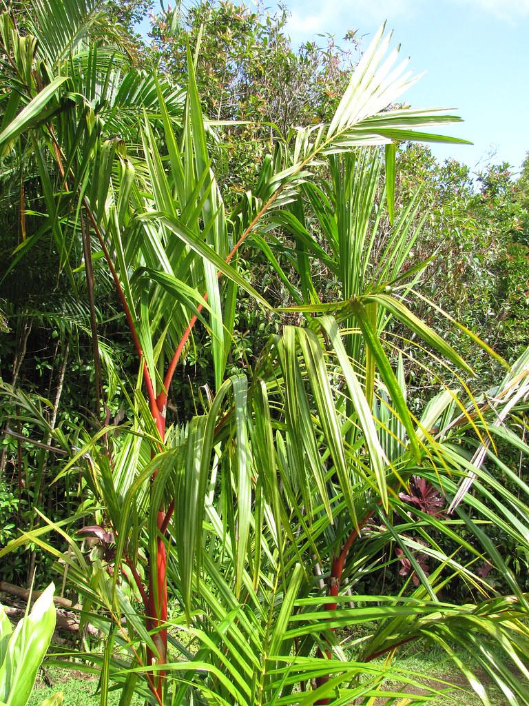 lime leaves and red-lime branches and trunks
