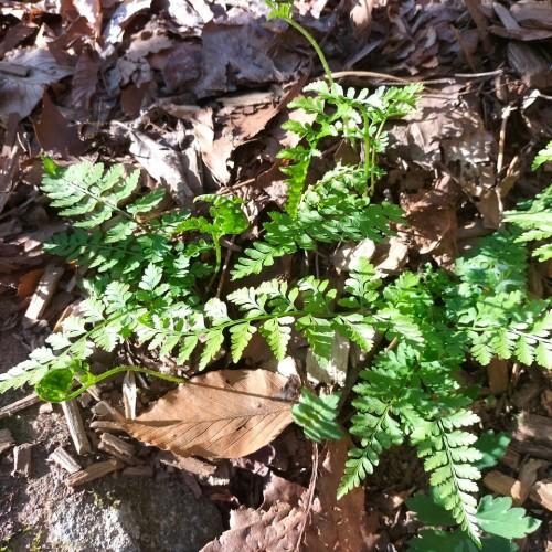 lime-green foliage and stems