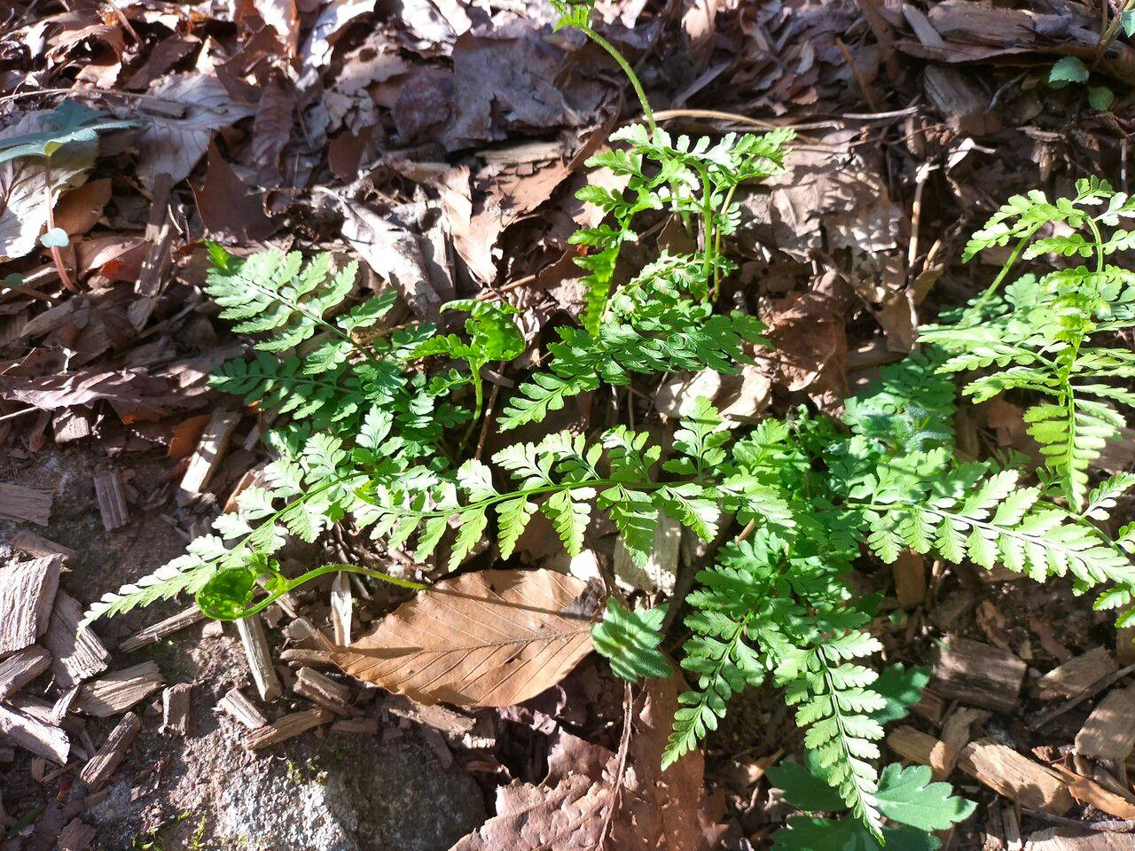 lime-green foliage and stems