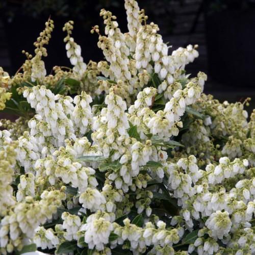 white flowers with beige-yellow sepals, stems and green leaves