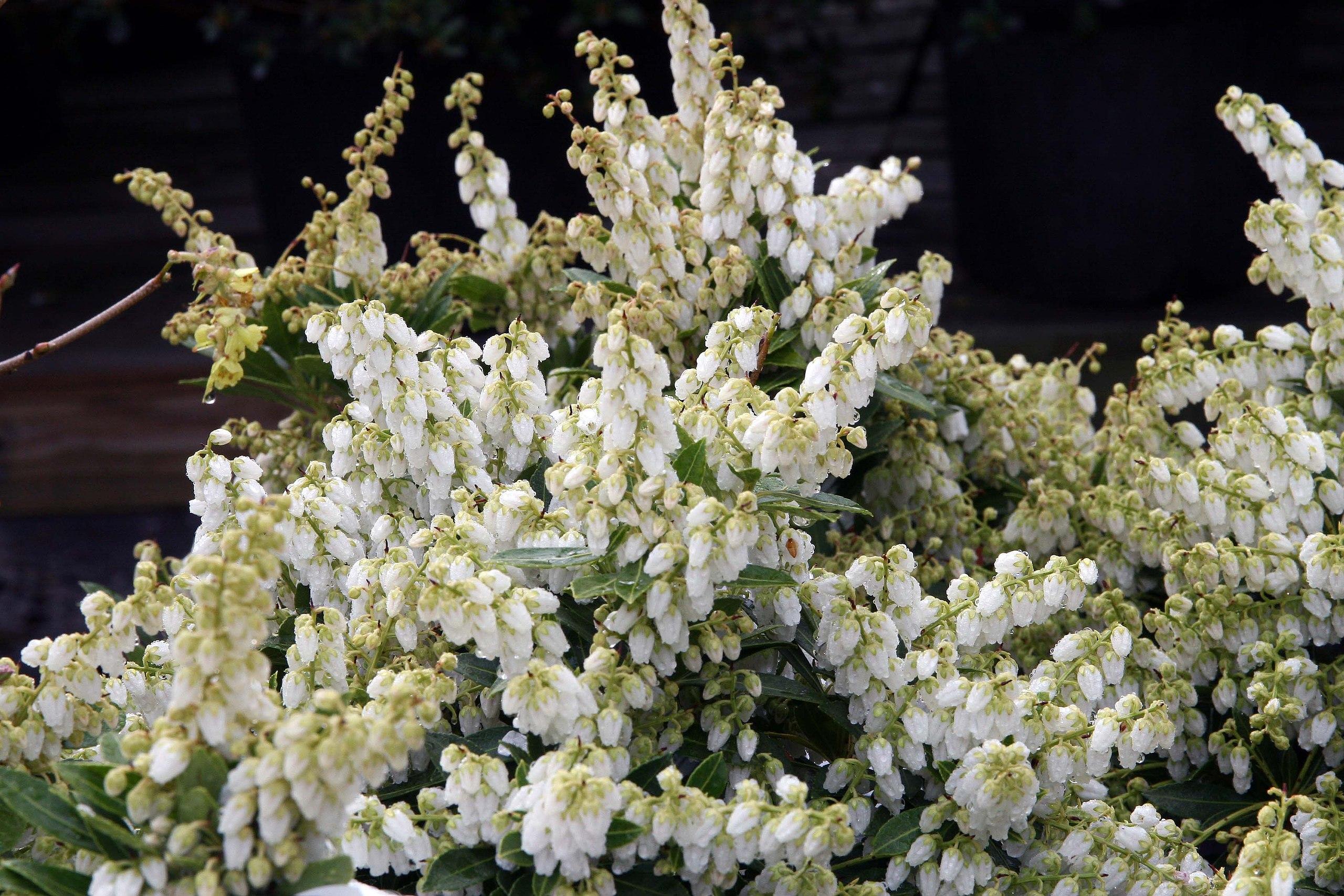 white flowers with beige-yellow sepals, stems and green leaves