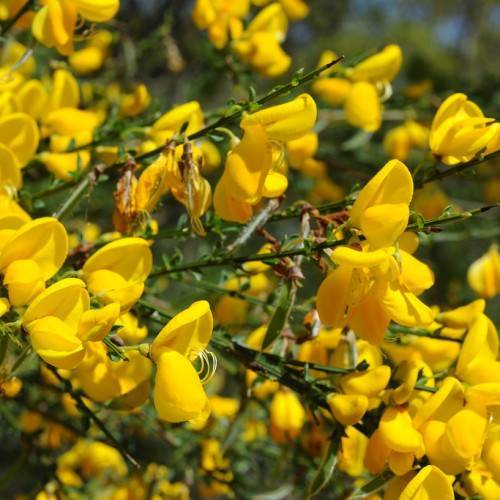 yellow flowers with light-yellow stamens and green leaves on dark-green stems