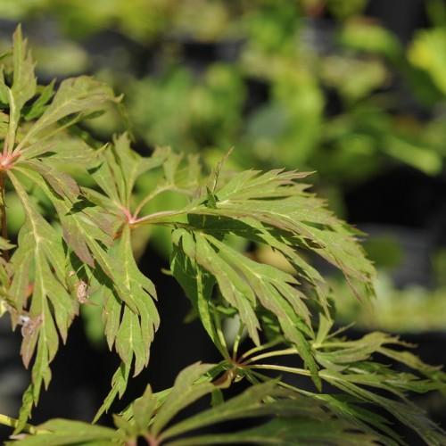pink-green leaves with pink-green stems