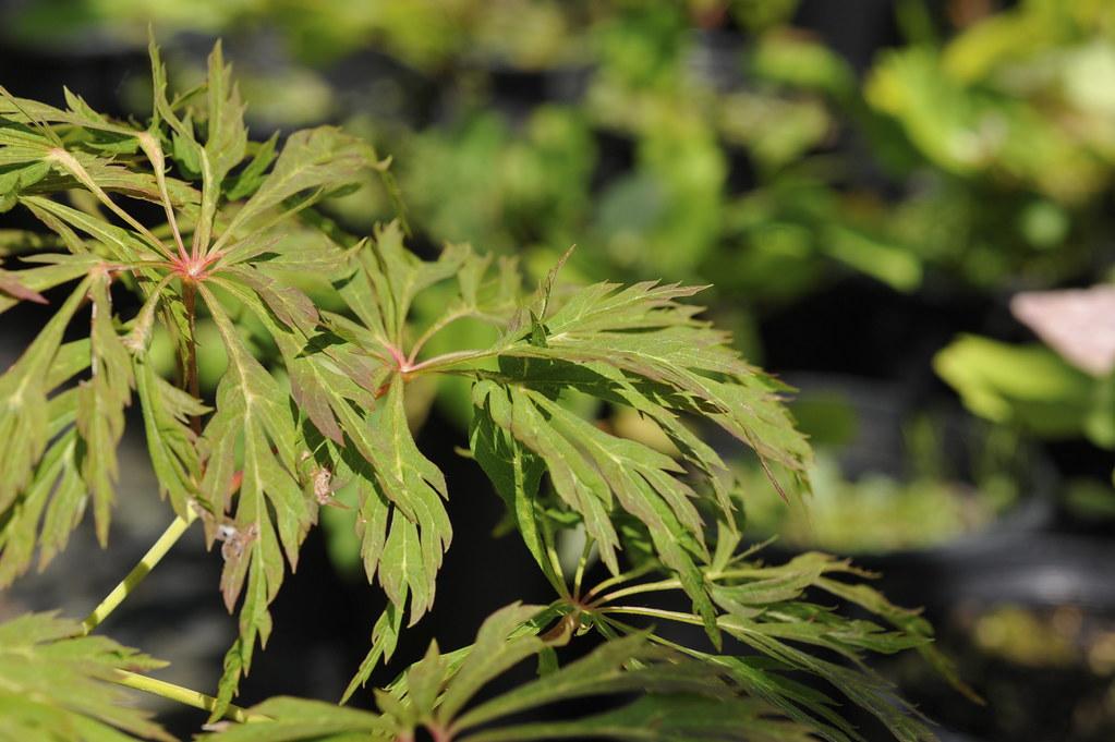 pink-green leaves with pink-green stems