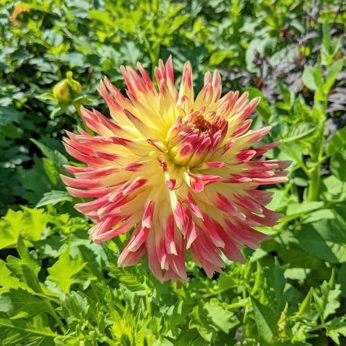 a pink-yellow flower with bright-green leaves with bright-green stems