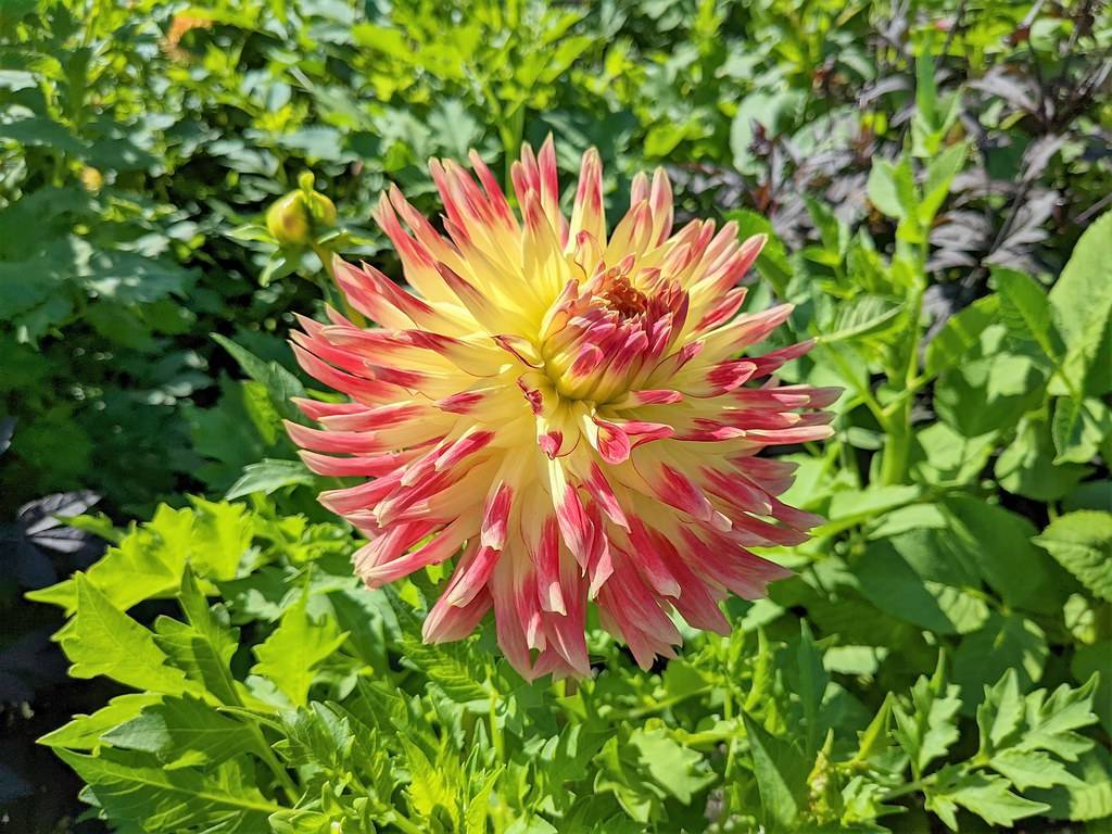 a pink-yellow flower with bright-green leaves with bright-green stems