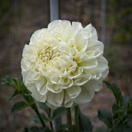 a creamy-white flower and dark-green leaves on green stems