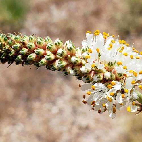 white flowers with white filaments and bright-yellow anthers; and white-green buds on a light-green stem