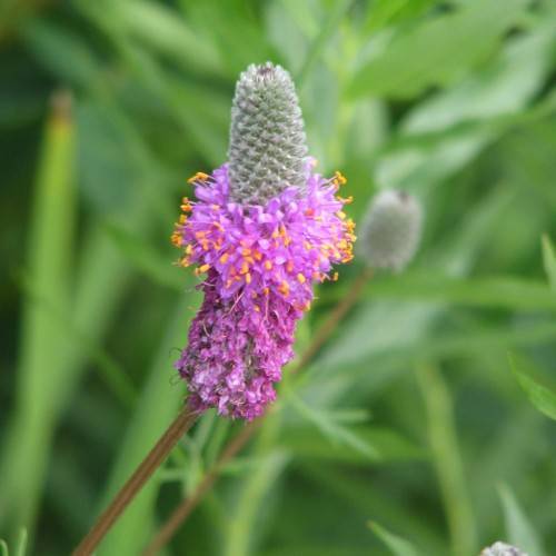purple-pink flowers with purple-pink filaments and orange anthers on a red-brown stem