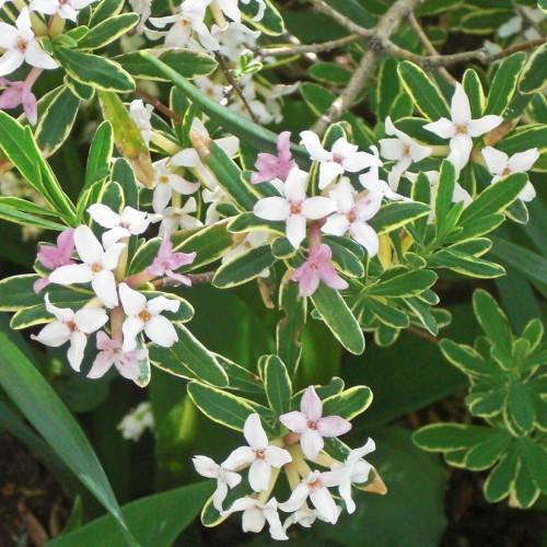 pink-white flowers with yellow center and green-yellow flowers with light-brown branches