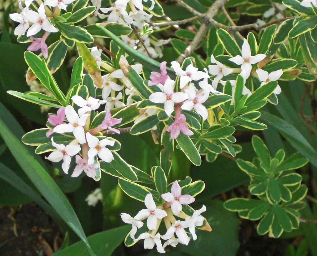 pink-white flowers with yellow center and green-yellow flowers with light-brown branches