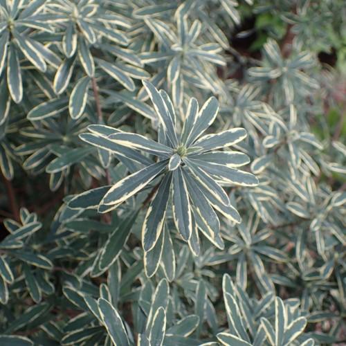 yellow-green foliage with brown stems
