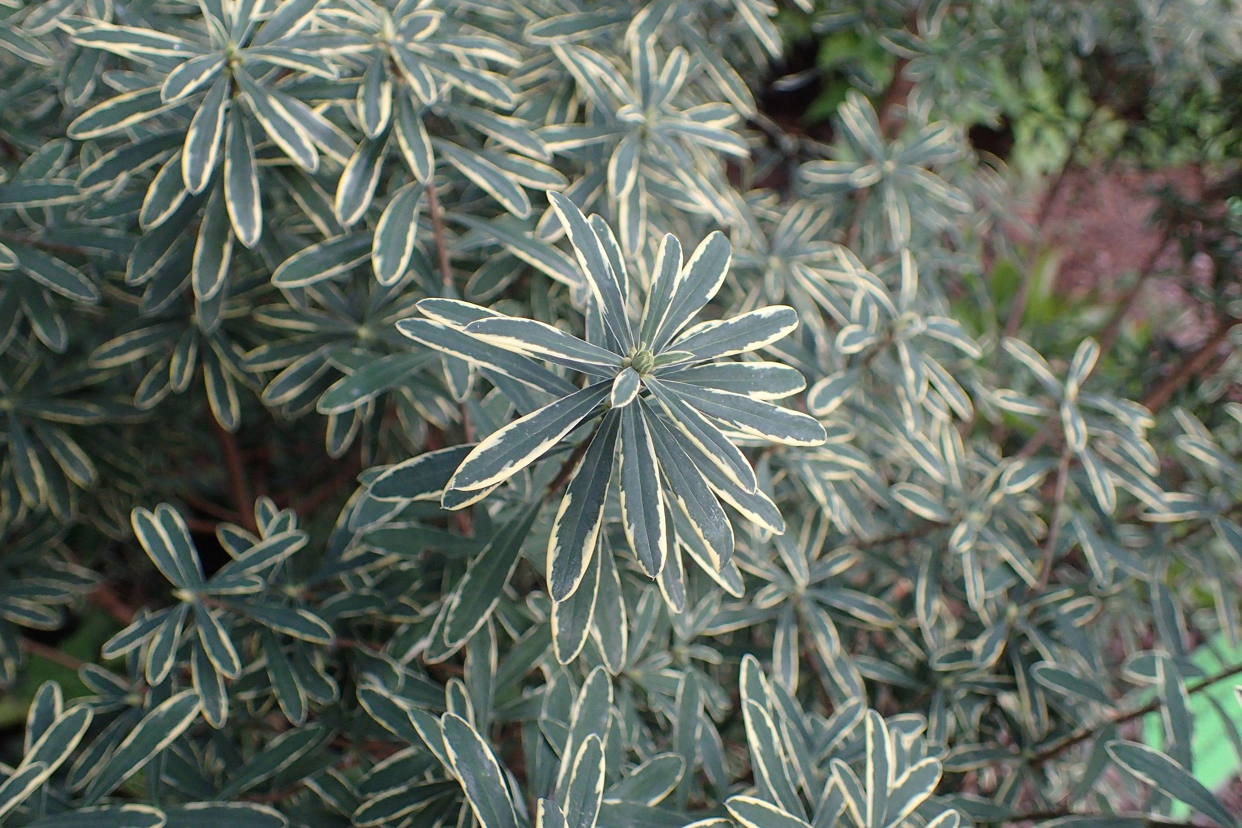 yellow-green foliage with brown stems