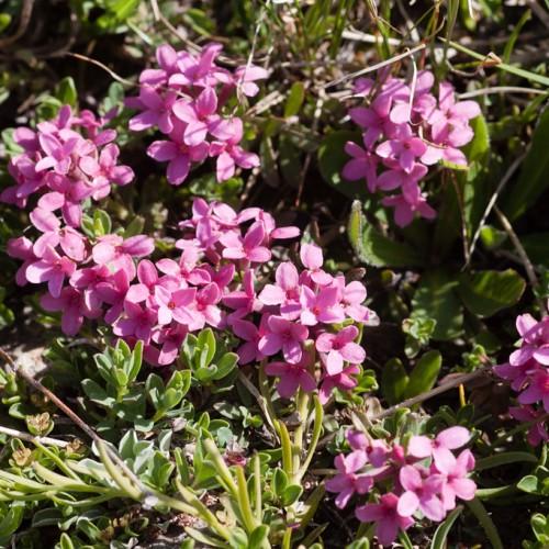 pink flowers with lime leaves, yellow-green stems and lime-gray stems