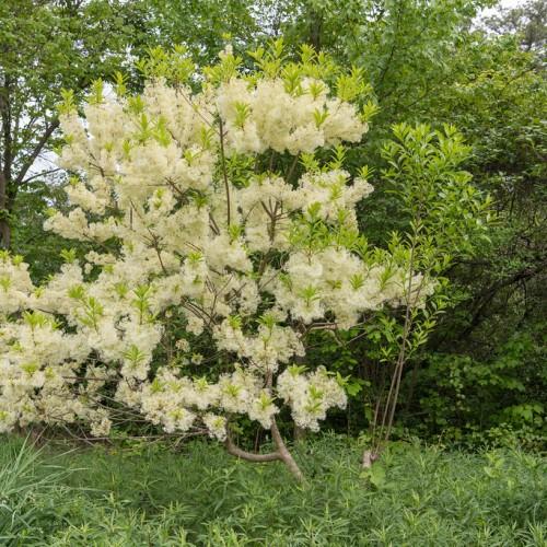 Mesmerizing tree with a brown-gray trunk and multiple brown-gray branches that are filled with pale-yellow-white flowers merged with light-green leaves.