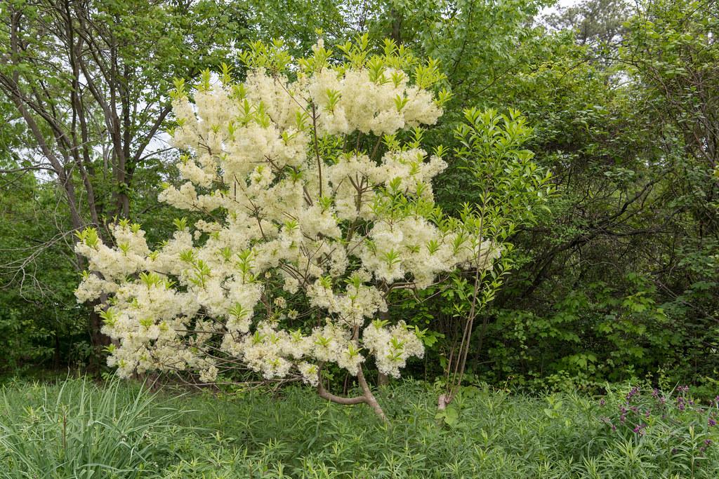 Mesmerizing tree with a brown-gray trunk and multiple brown-gray branches that are filled with pale-yellow-white flowers merged with light-green leaves.