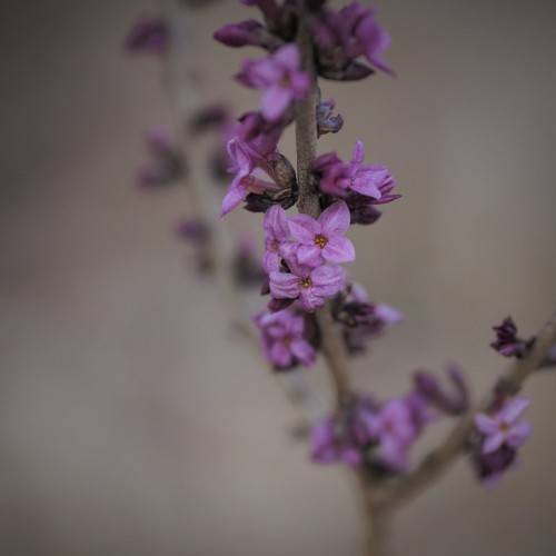 light-purple flowers with orange center and dark-purple sepals on gray branches