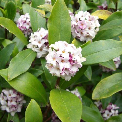 white-pink flowers with yellow center, yellow-green leaves and brown stems