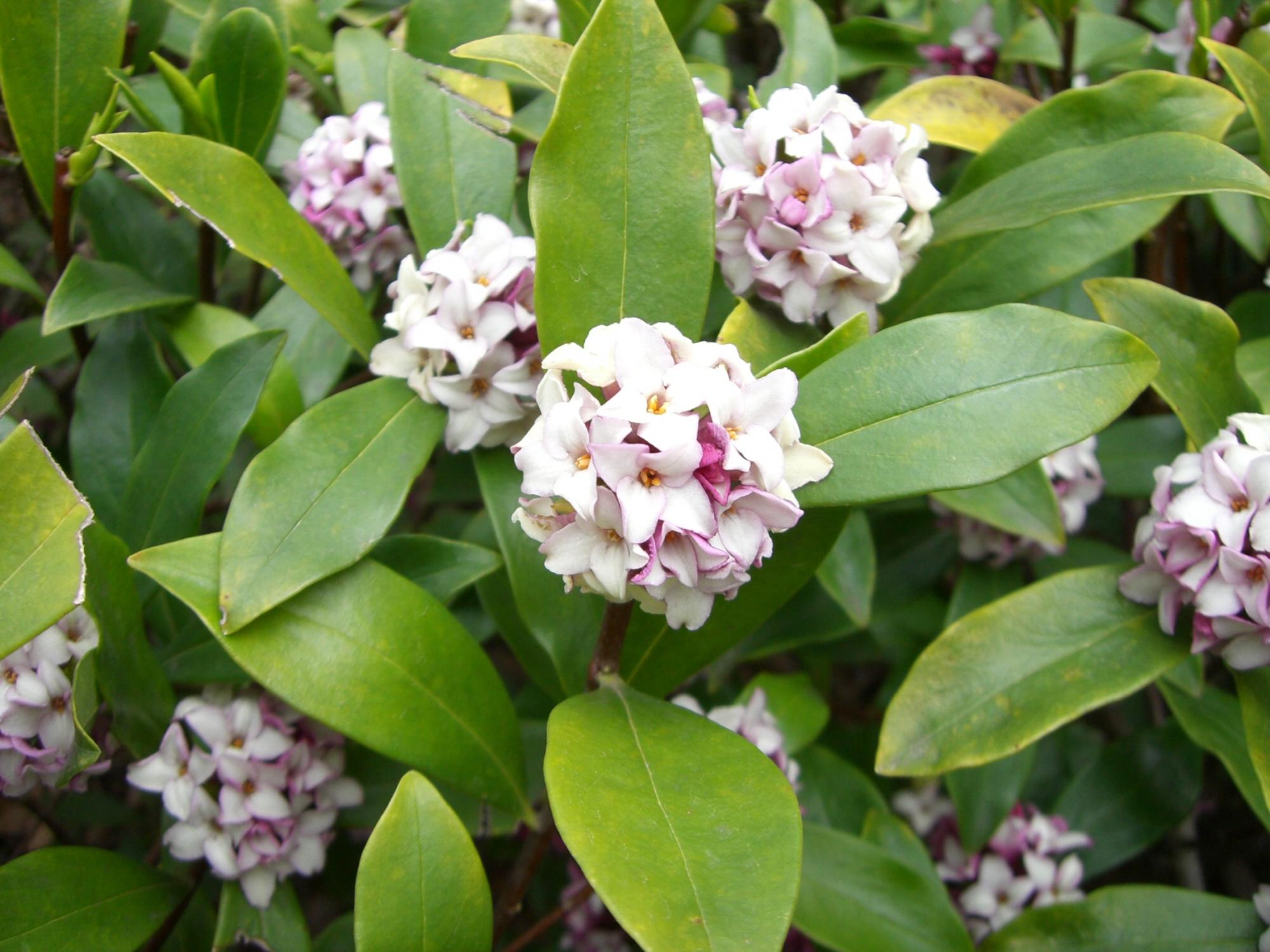 white-pink flowers with yellow center, yellow-green leaves and brown stems