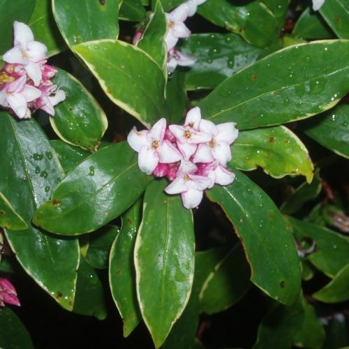 white-pink flowers with orange center and yellow-green leaves 