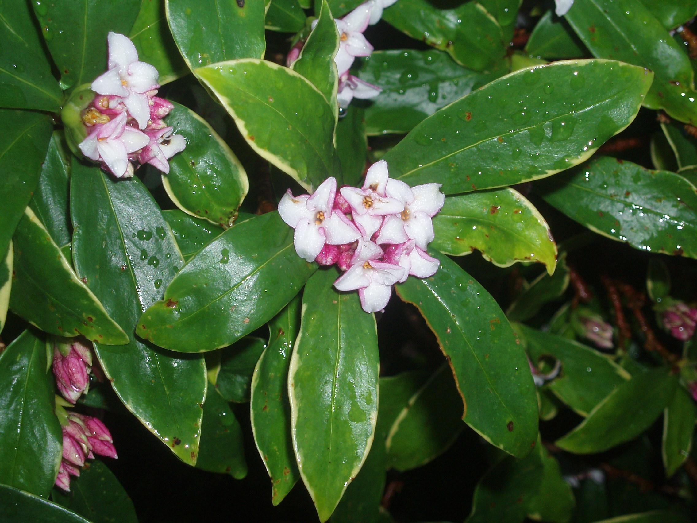 white-pink flowers with orange center and yellow-green leaves 