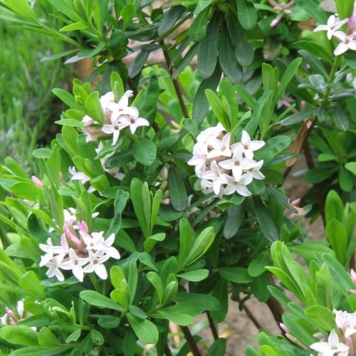 white flowers with light-brown center, lime-green leaves and brown-green stems