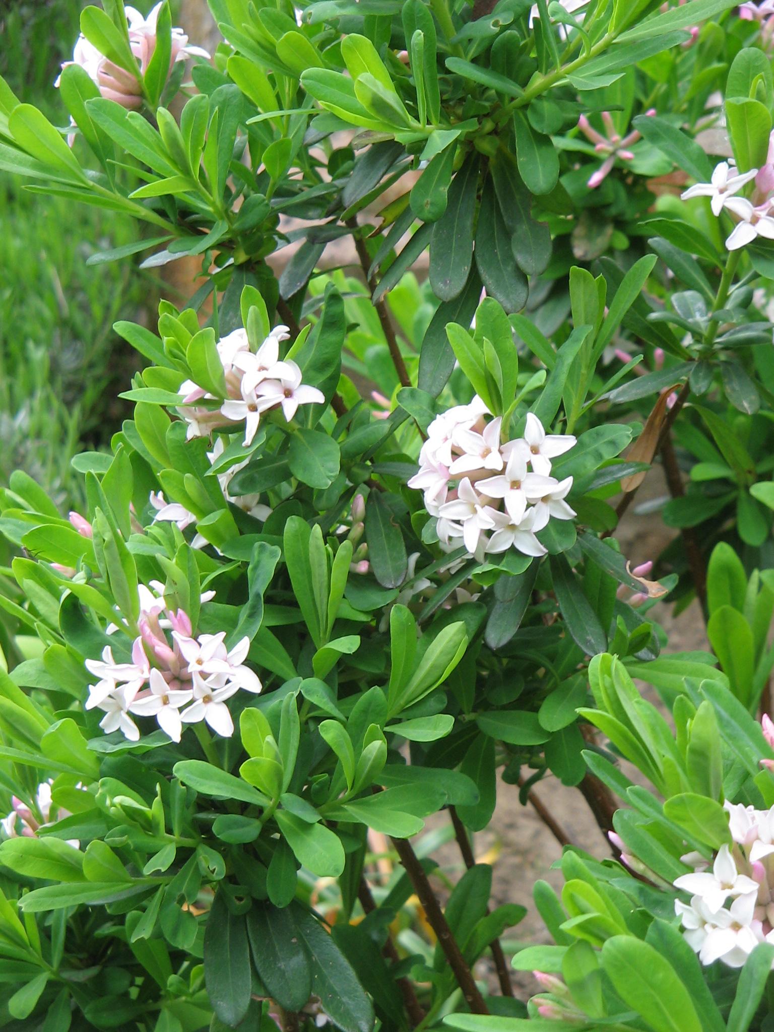 white flowers with light-brown center, lime-green leaves and brown-green stems