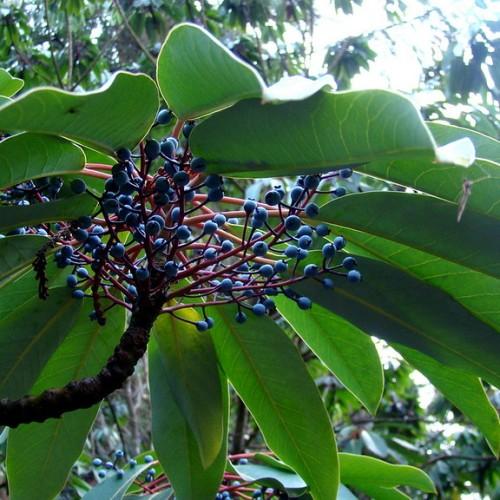 blue fruits with green leaves, red stems and brown branches