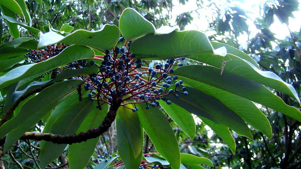 blue fruits with green leaves, red stems and brown branches