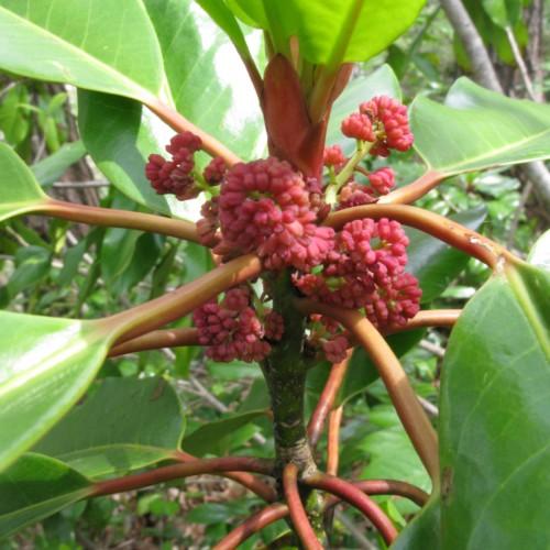 pink flowers with orange stems and lime-green leaves