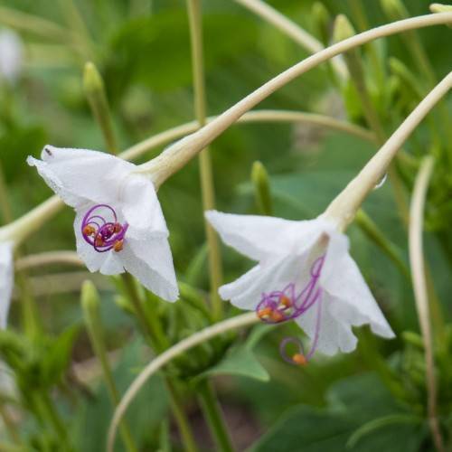 white flowers with purple filaments and orange anthers on off-white stems