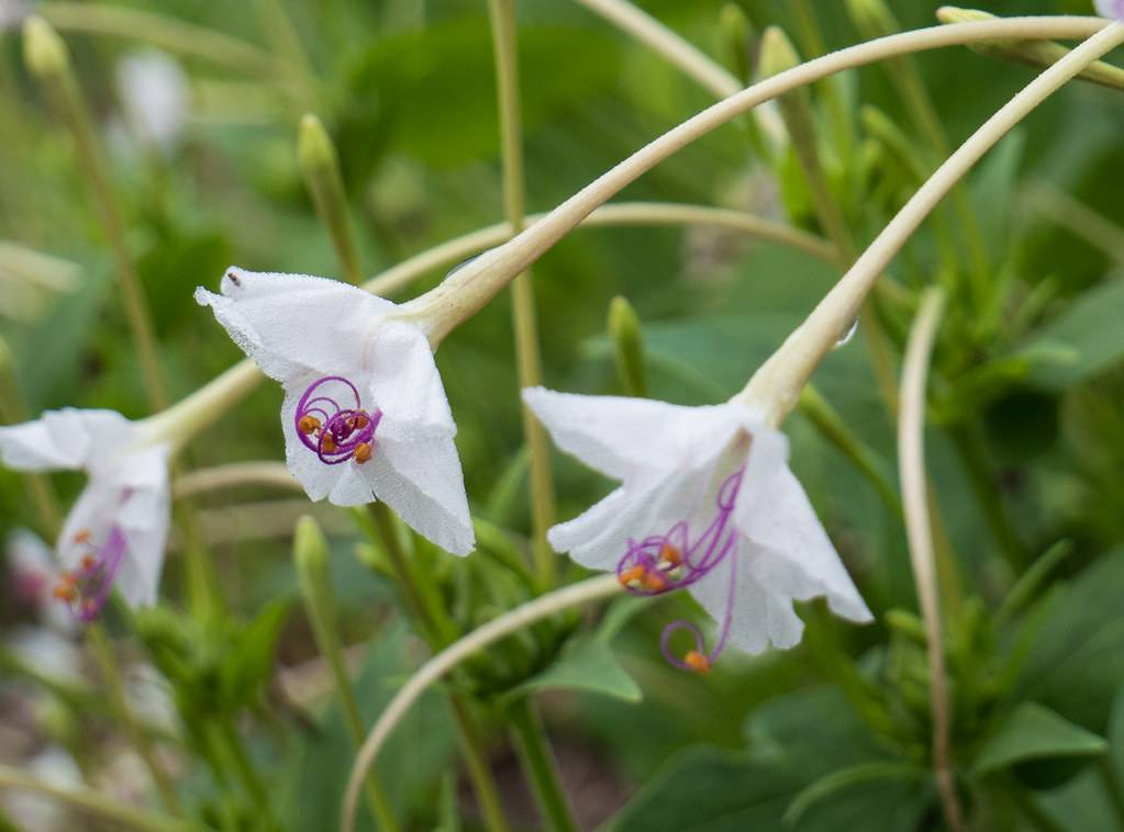 white flowers with purple filaments and orange anthers on off-white stems