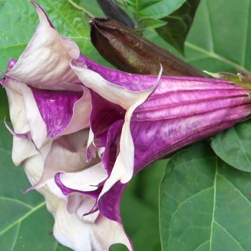 purple-white flowers with brown fruit and green leaves