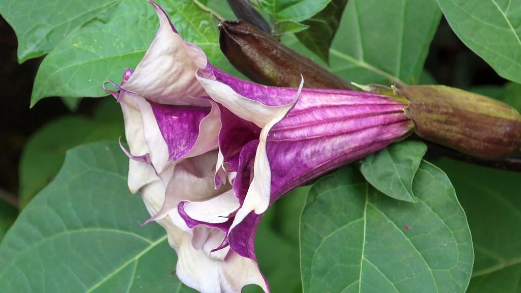purple-white flowers with brown fruit and green leaves