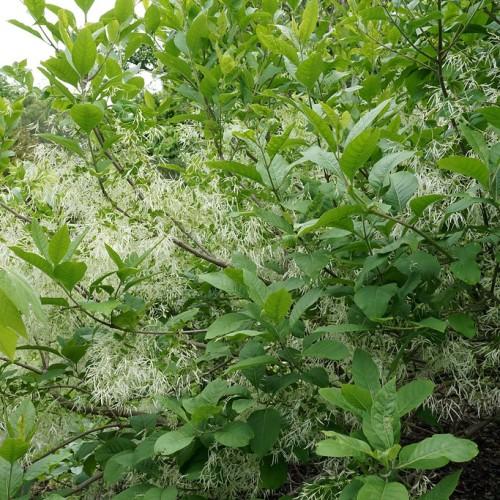 Brown-green stems filled with green leaves and white flowers.
