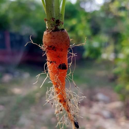 orange root vegetable with light-orange hairs and lime leaves