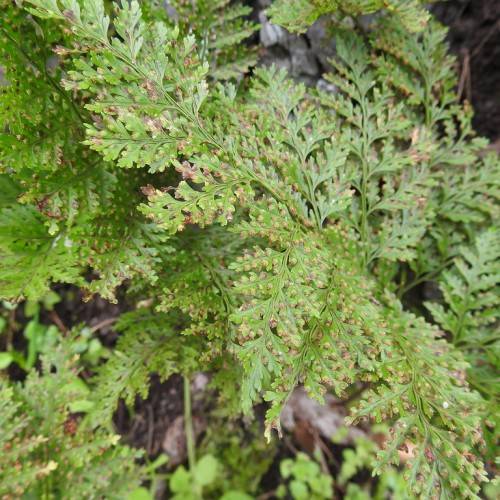 green-brown leaves on green stems