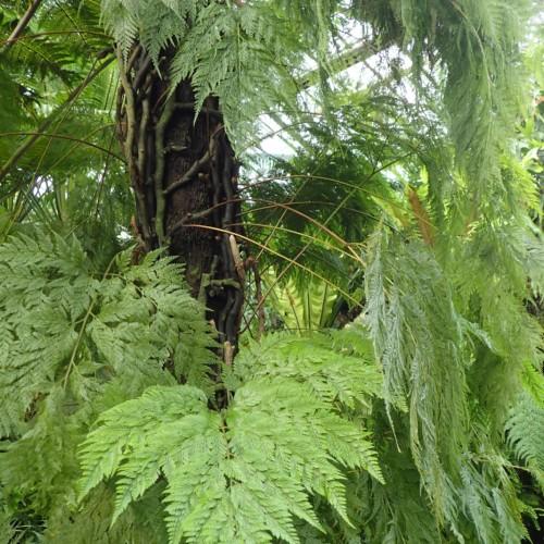 light-green foliage with brown trunk and green-brown stems