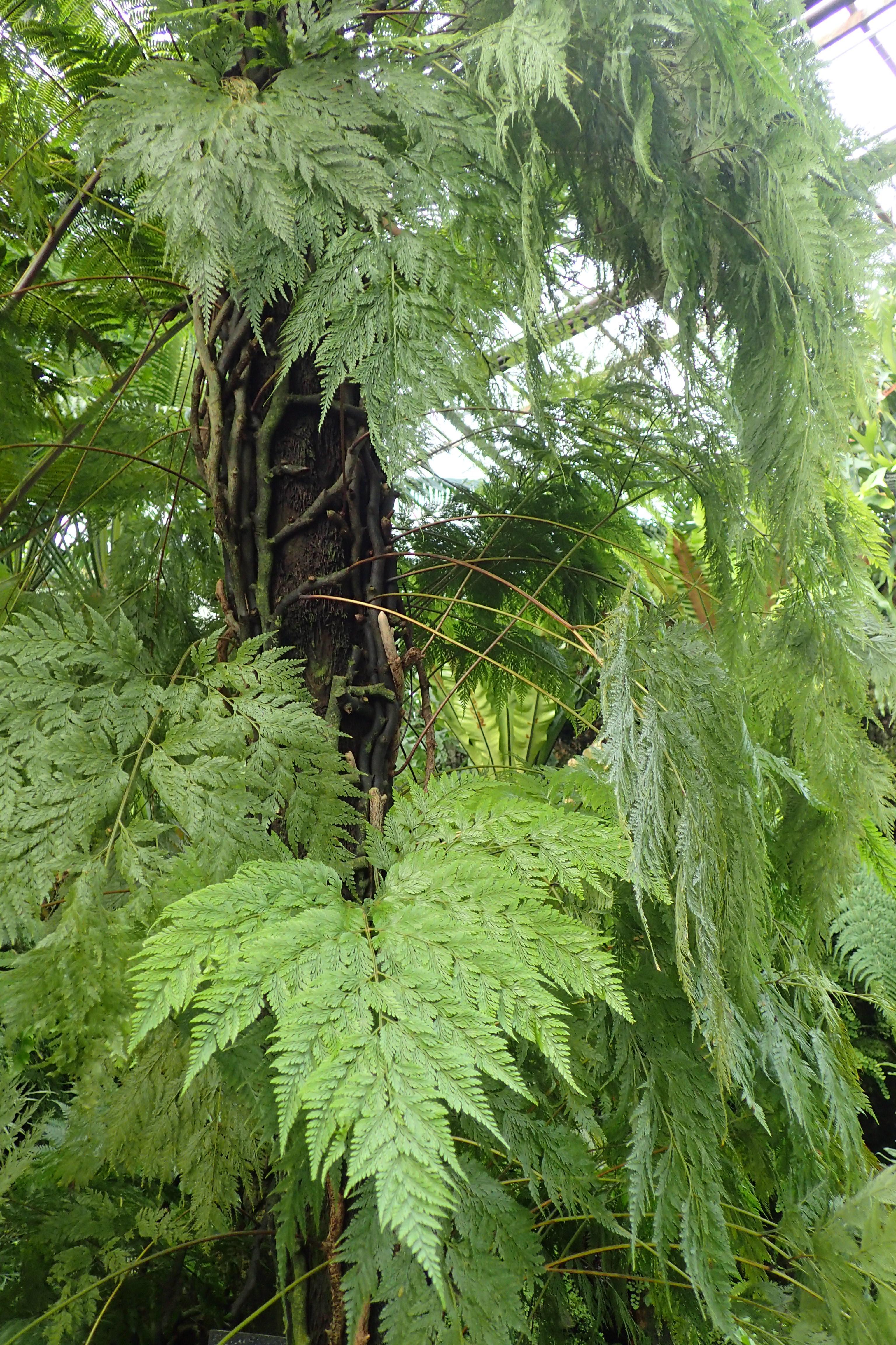 light-green foliage with brown trunk and green-brown stems