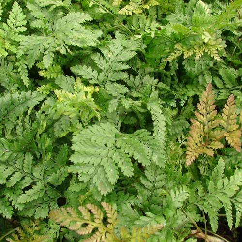 green leaves with green petioles and stems