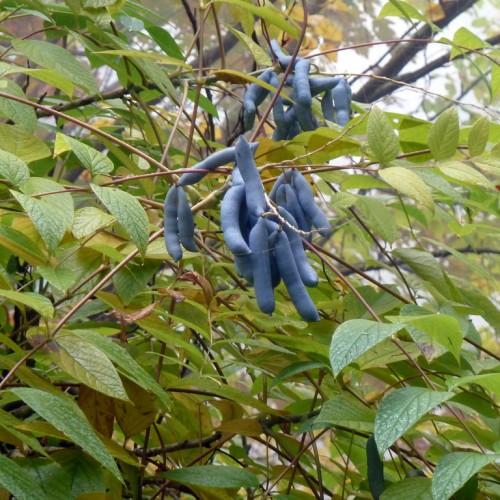 blue fruits with lime-green leaves, brown stems and branches
