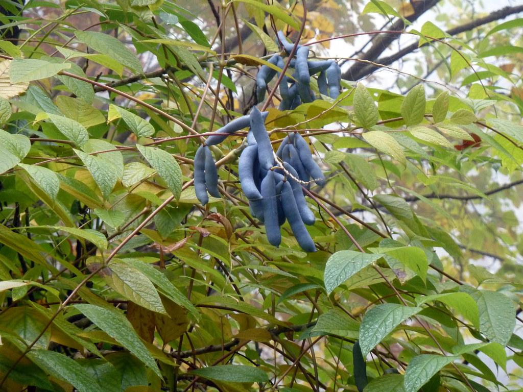 blue fruits with lime-green leaves, brown stems and branches