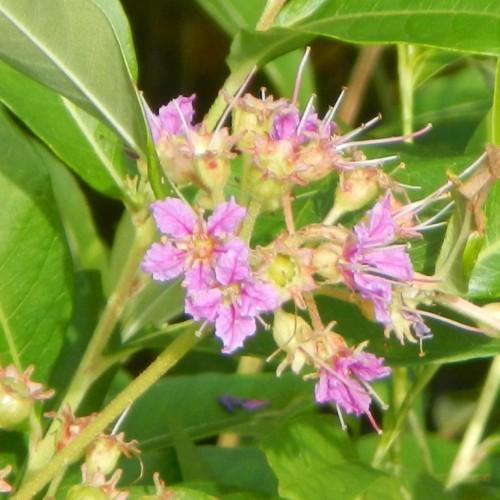 purple-pink flowers with yellow-pink center, white-pink filaments, yellow anthers, lime stems and lime-green leaves