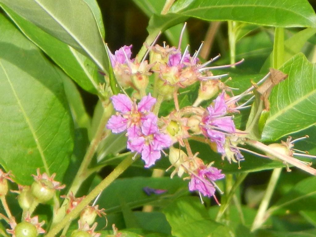 purple-pink flowers with yellow-pink center, white-pink filaments, yellow anthers, lime stems and lime-green leaves