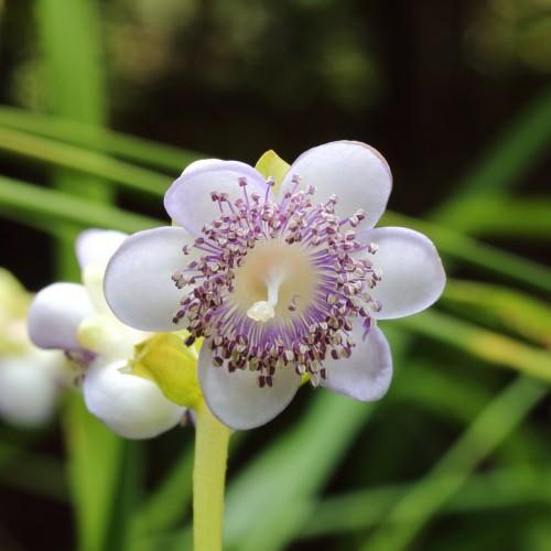 white flowers with purple filaments, white-purple anthers, off-white stigmas, white styles, lime-yellow leaves and stems