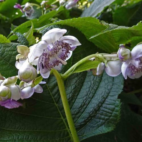 white flowers with purple-white filaments, dark-purple anthers and white stigma with white-green buds and green leaves on lime-green stems